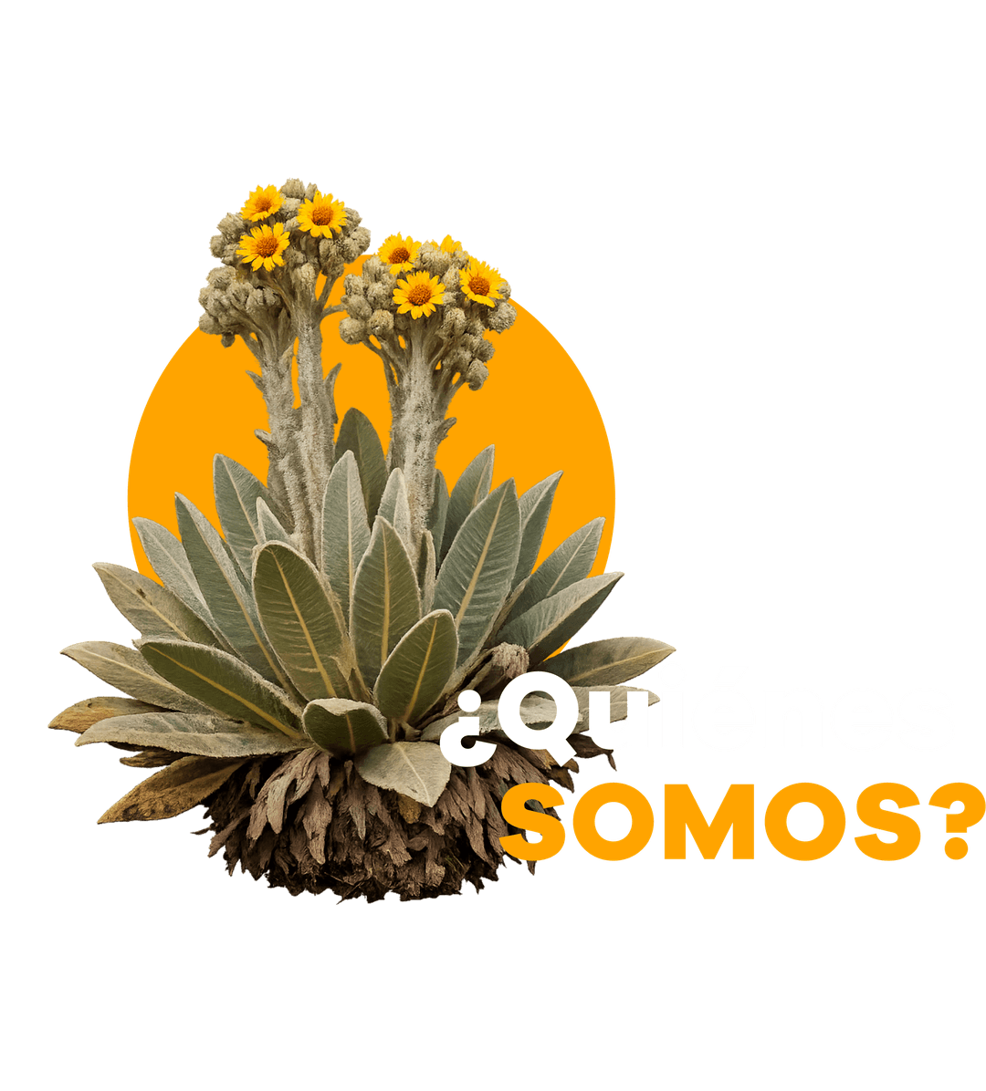 Frailejón y título ¿Quiénes somos?