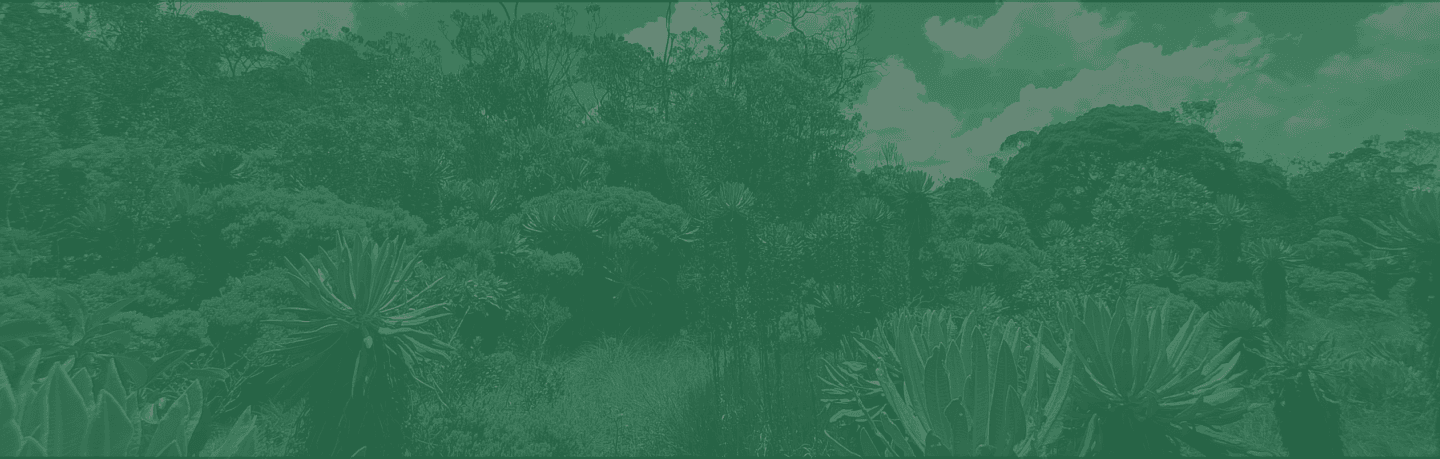 Fondo de vegetación andina