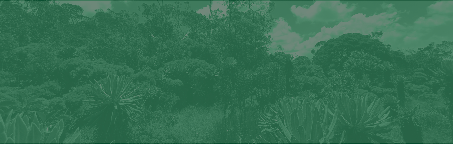 Fondo de vegetación andina