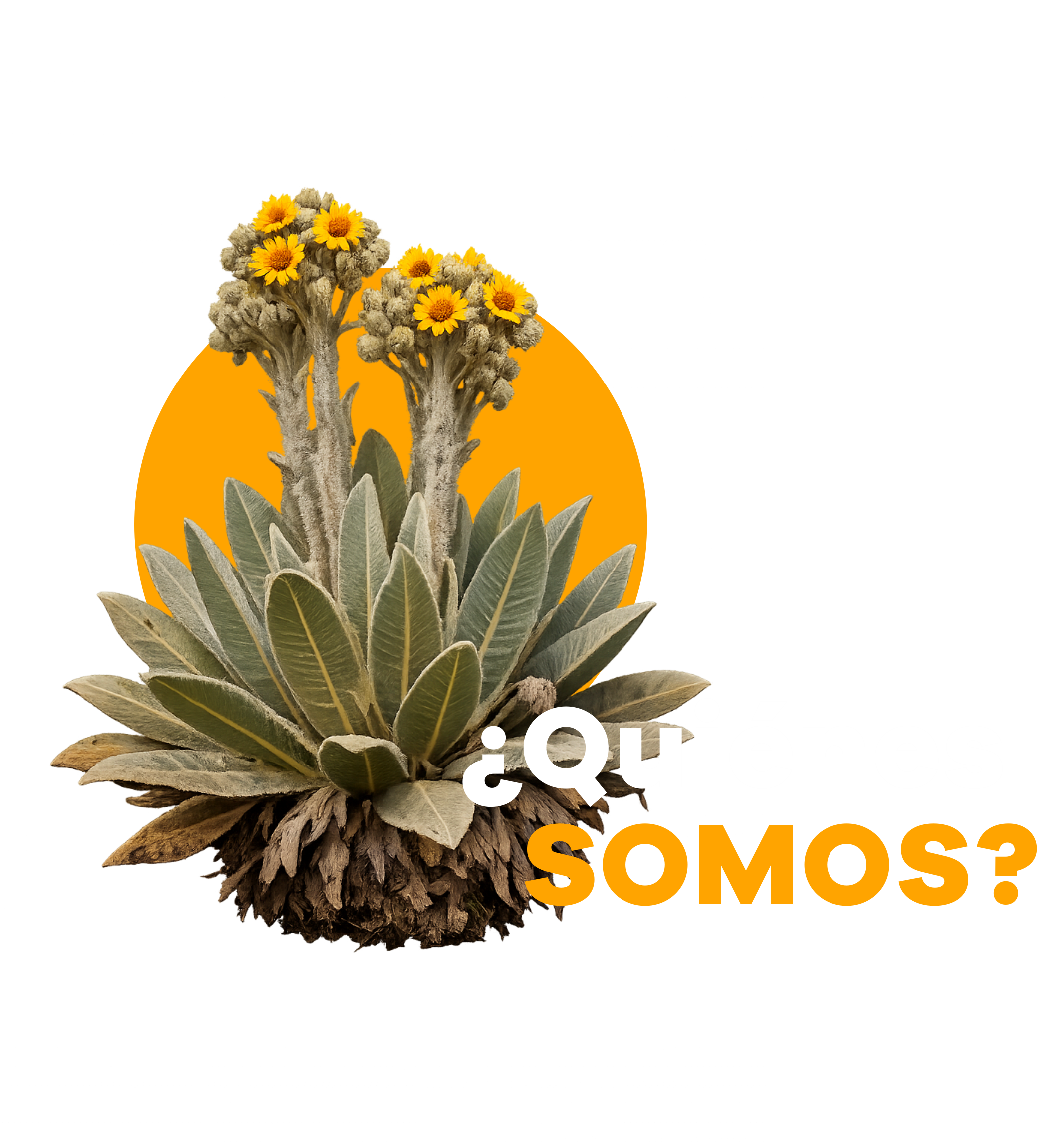 Frailejón y título ¿Quiénes somos?
