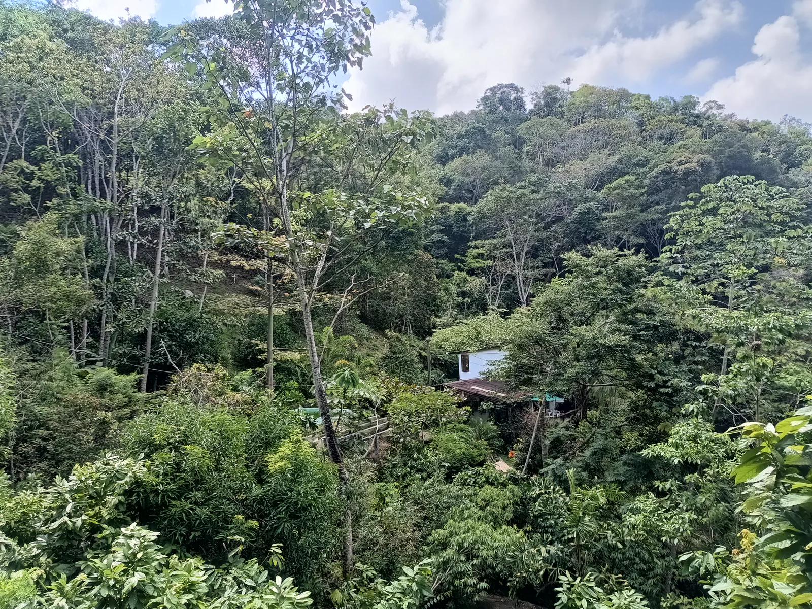 Cacao en agroforesta, Caracolí